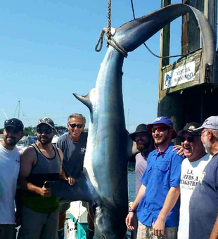 Mako shark fishing in Montauk!